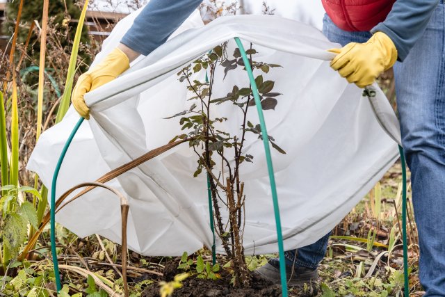 Při zazimování zahrady je potřeba věnovat zvláštní péči rostlinám. Citlivější druhy, jako trvalky a okrasné keře, můžete ochránit před mrazem pomocí chvojí, mulče nebo netkané textilie, která udrží kořeny v teple.
Zdroj: S. O. E., Shutterstock